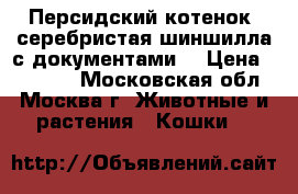 Персидский котенок  серебристая шиншилла с документами. › Цена ­ 20 000 - Московская обл., Москва г. Животные и растения » Кошки   
